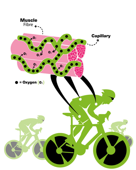  Muscle Oxygen Test